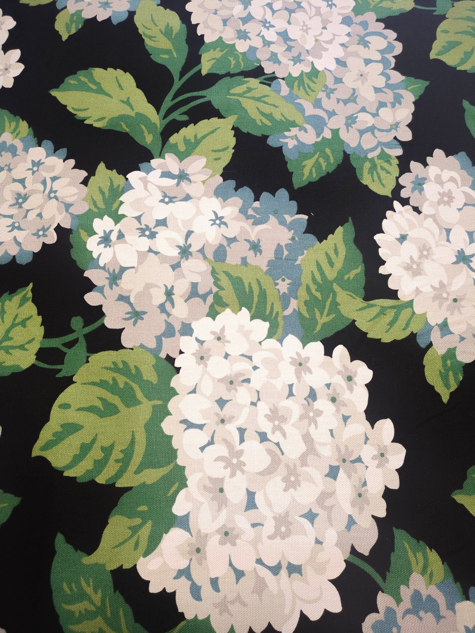Hydrangea